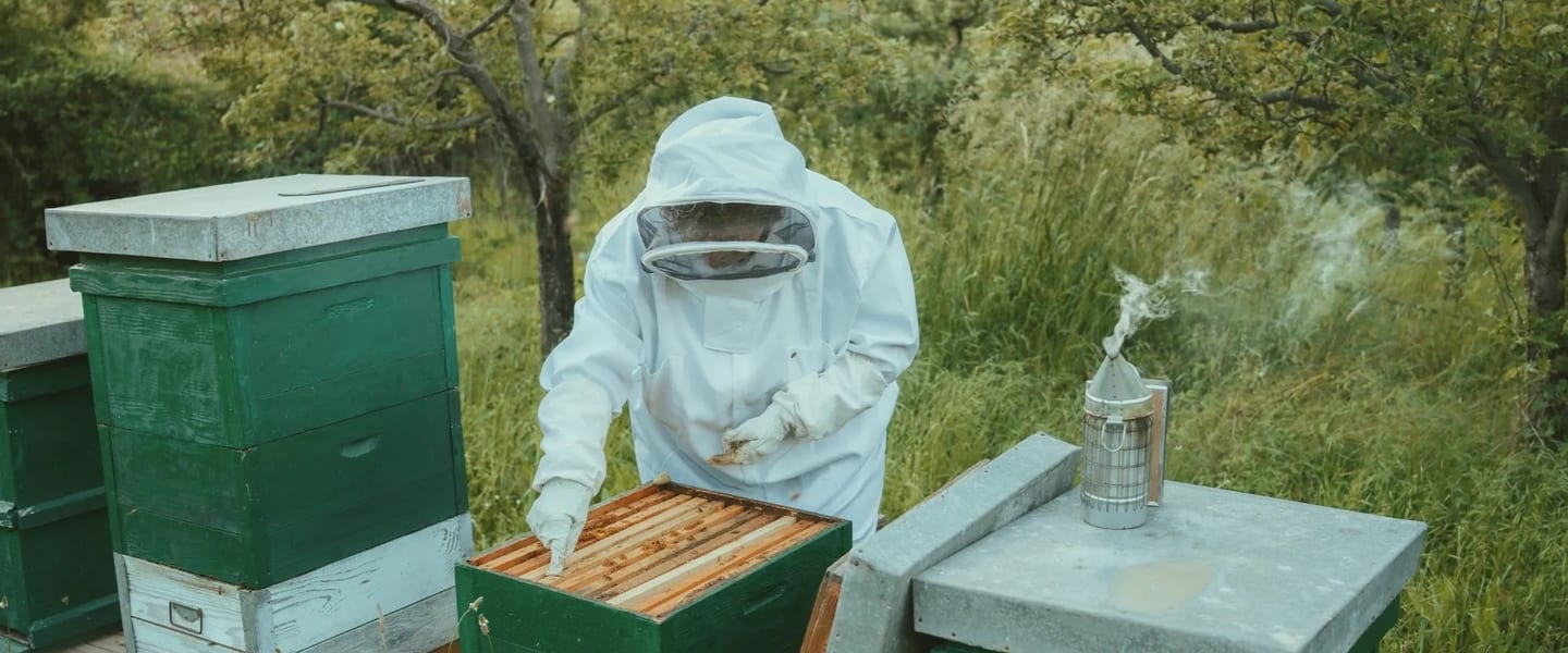 Beekeeper inspecting a hive at a sunny apiary
