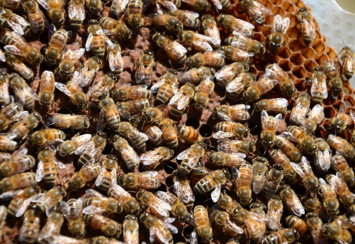 Beekeeper collecting honey from hive frames